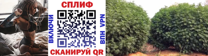 где продают   Губкин  Конопля конопля 
